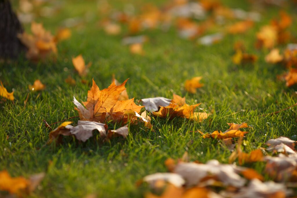 Golden autumn leaves scattered on green grass, capturing fall's vibrant colors.